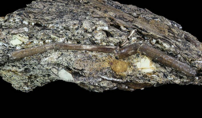 Fossil Hadrosaur Tendon In Rock - Aguja Formation, Texas #88713